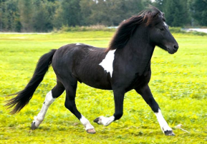 Pferde-Tierarzt_Roessel_pferde1